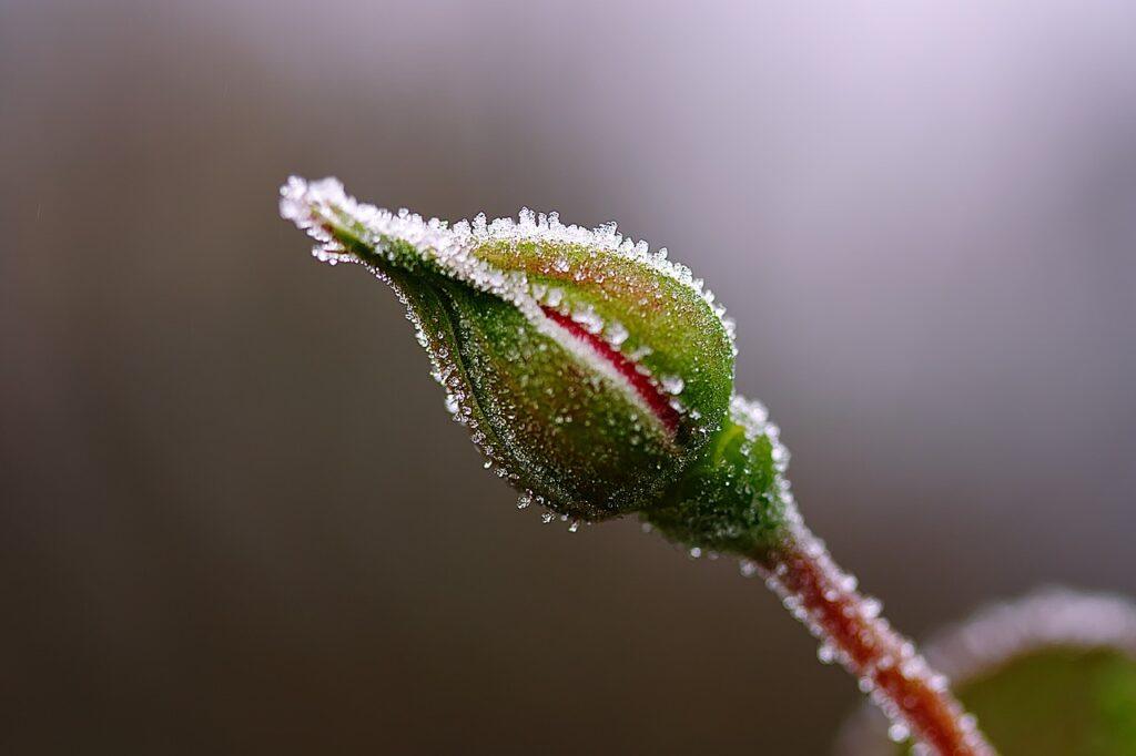 গোলাপ কলি